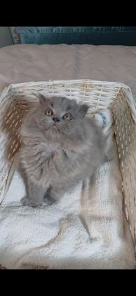 ANNE ALTINDAN BRİTİSH LONGHAİR BEBEKLER