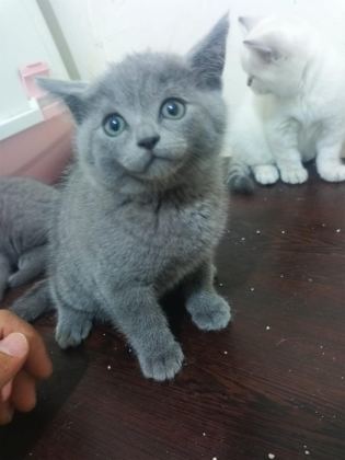 İKİ AYLIK YAVRU BRİTİSH KEDİLER
