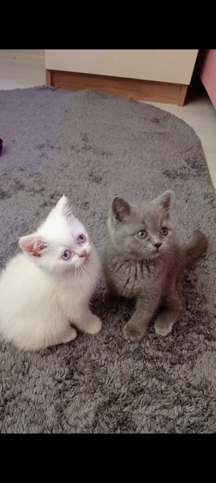 İKİ AYLIK YAVRU BRİTİSH KEDİLER