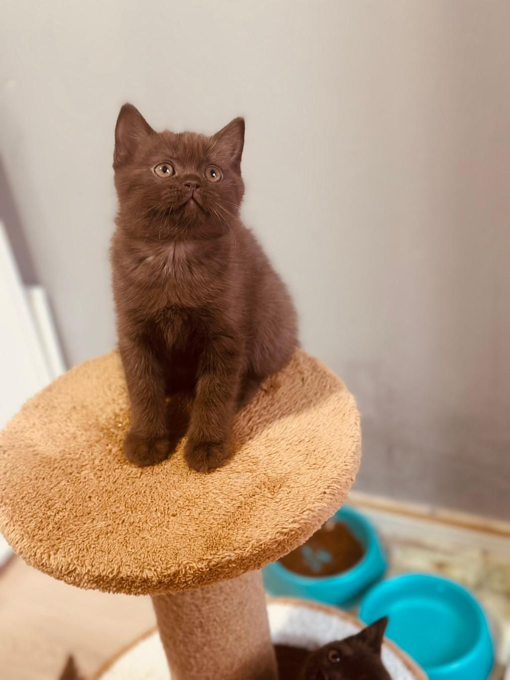 YENİ YUVASINA HAZIR CİNNEMON KEDİMİZ