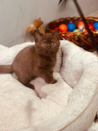 YENİ YUVASINA HAZIR CİNNEMON KEDİMİZ