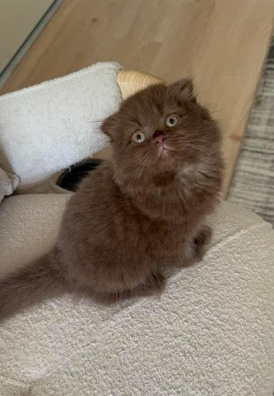 CHOCOLATE SCOTTİSH FOLD KEDİLER