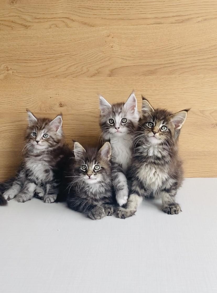 DEĞERİNİ BİLENE XXL MAINE COON BEBEKLERİM