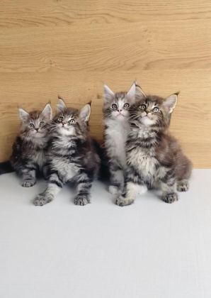 DEĞERİNİ BİLENE XXL MAINE COON BEBEKLERİM