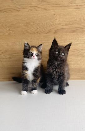 DEĞERİNİ BİLENE XXL MAINE COON BEBEKLERİM