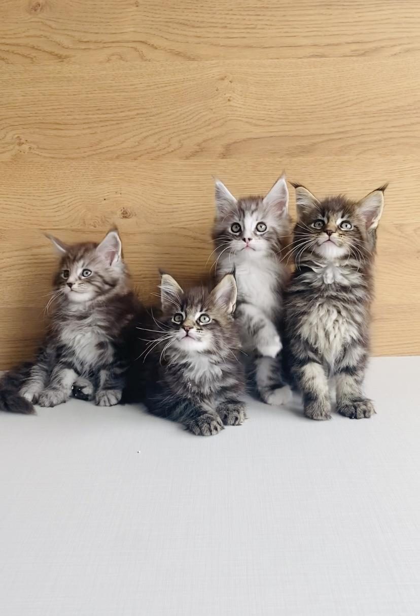 DEĞERİNİ BİLENE XXL MAINE COON BEBEKLERİM