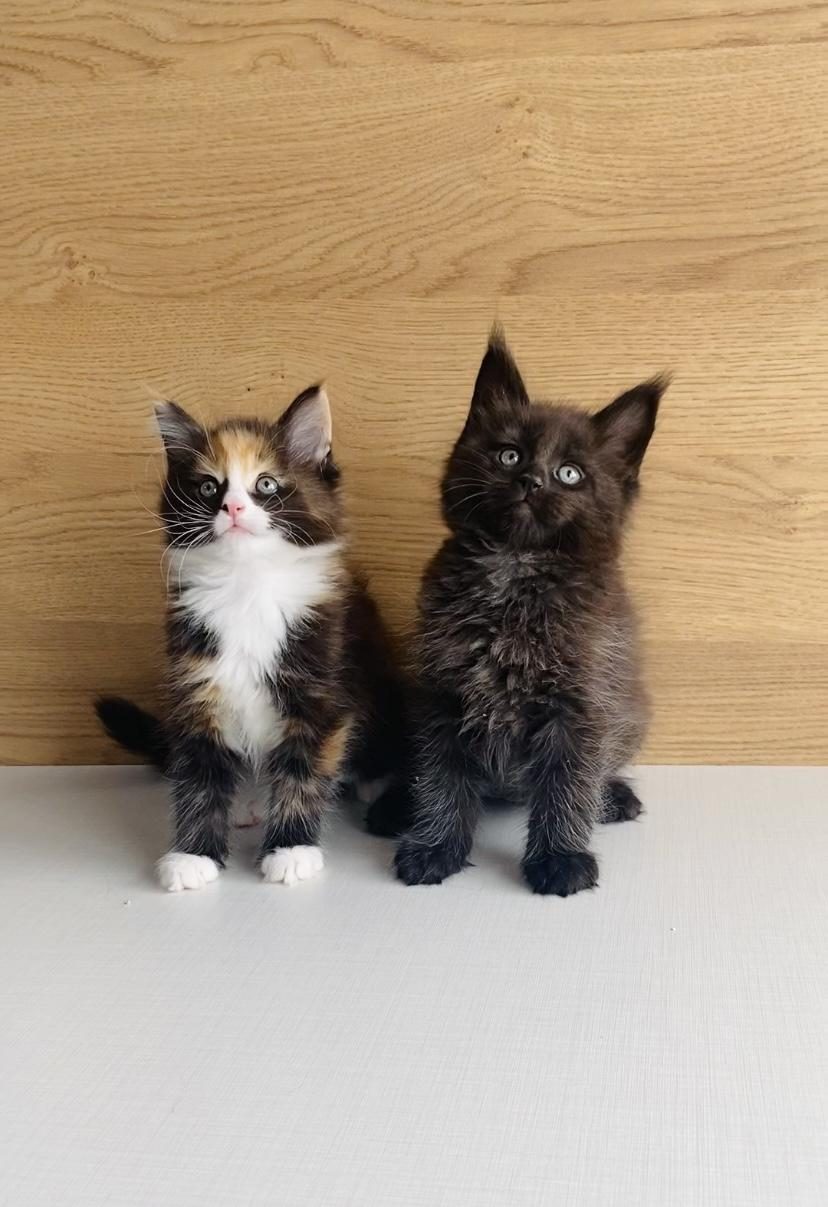DEĞERİNİ BİLENE XXL MAINE COON BEBEKLERİM