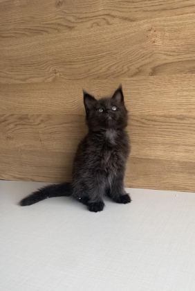 ÖZEL SEVENLERE ÖZEL XXL MAİNE COON BEBEKLEİRM