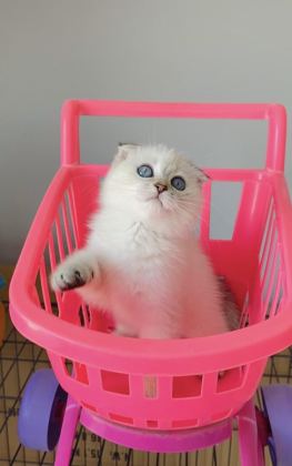 BUGÜN ALANA UYGUN! LYNXPOINT SCOTISH FOLD