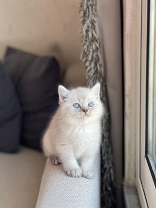 EVİNİZİN NEŞESİ OLACAK O GÜZEL BRİTİSH YAVRU