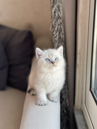 EVİNİZİN NEŞESİ OLACAK O GÜZEL BRİTİSH YAVRU