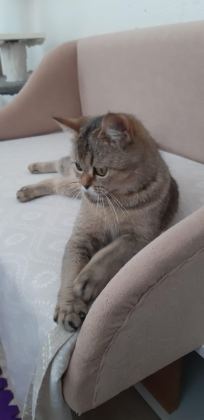 BRİTİSH SHORTHAİR EVCİLMEN YAVRUMUZ