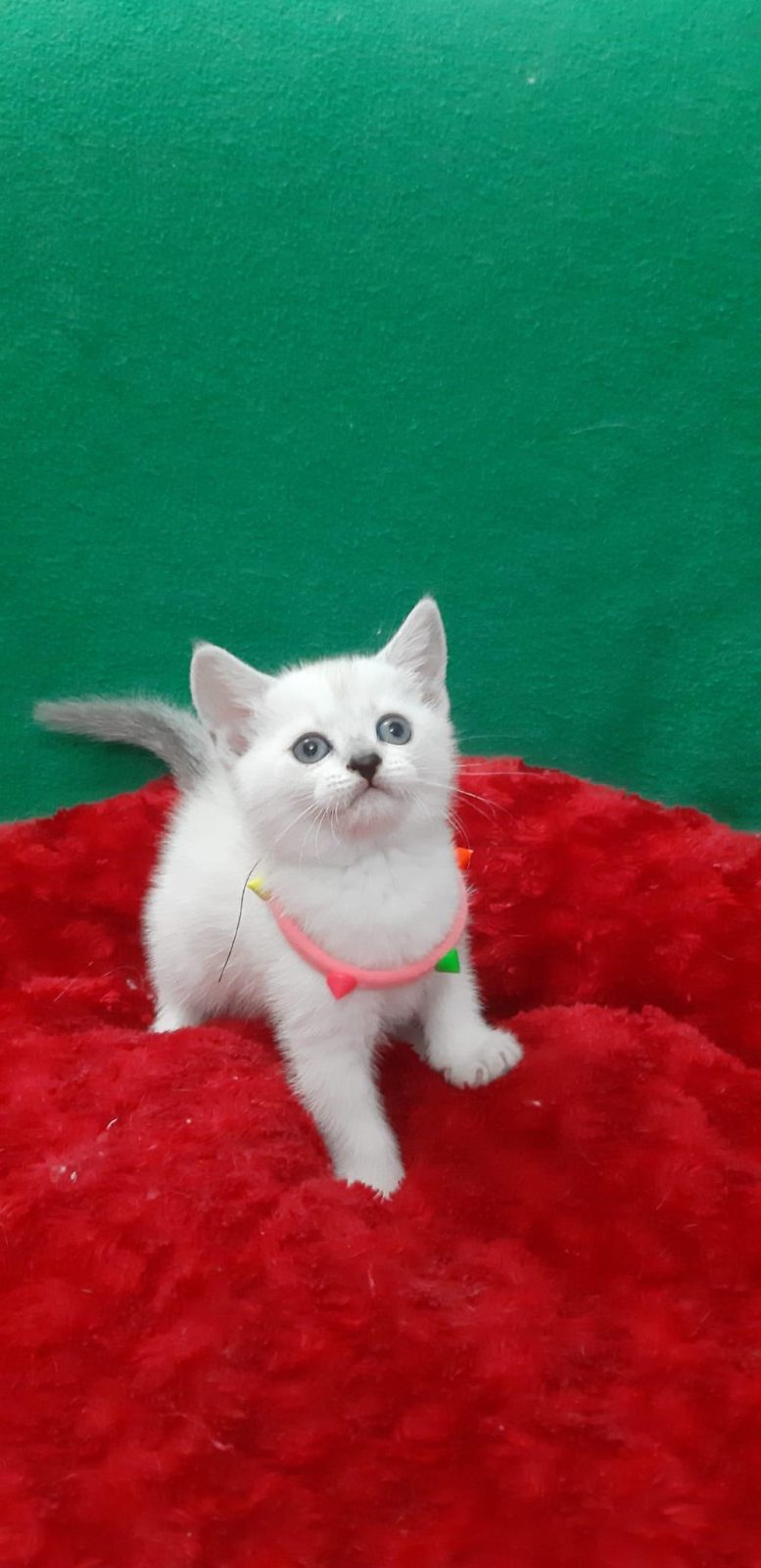 BRİTİSH SHORTHAİR TATLI YAVRUMUZ