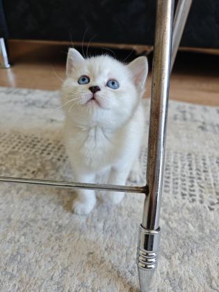 SİYAM KEDİSİ YAVRULARI