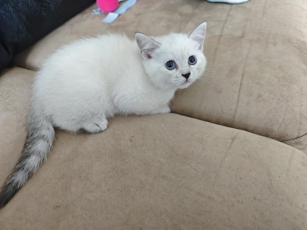 SİYAM KEDİSİ YAVRULARI
