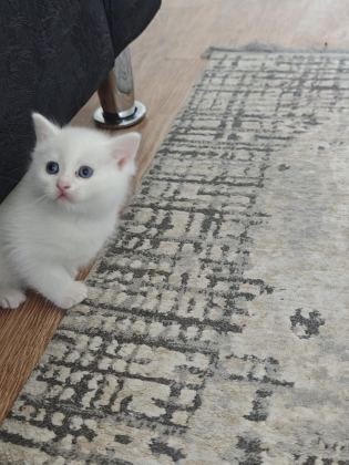SİYAM KEDİSİ YAVRULARI