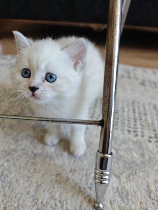 SİYAM KEDİSİ YAVRULARI