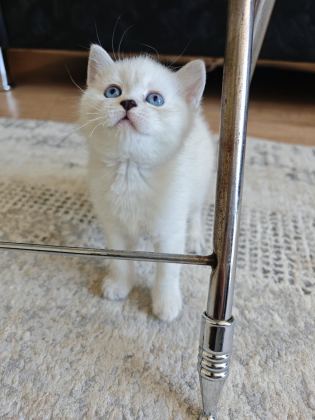 SİYAM KEDİSİ YAVRULARI