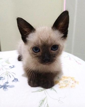 SÜTTEN KESİLMİŞ SİYAM KEDİLERİ MAVİ GÖZ