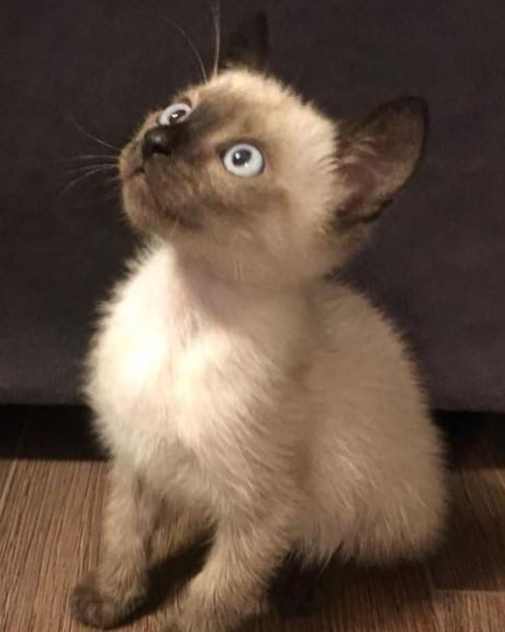 SÜTTEN KESİLMİŞ SİYAM KEDİLERİ MAVİ GÖZ