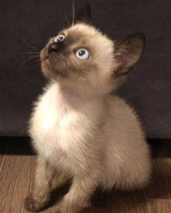 SÜTTEN KESİLMİŞ SİYAM KEDİLERİ MAVİ GÖZ