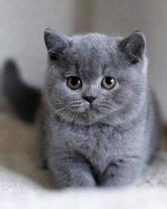 BRİTİSH SHORHAİR YAVRU VE FARKLI TÜR KEDİLER