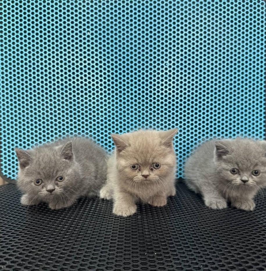 BRİTİSH SHORHAİR YAVRU VE FARKLI TÜR KEDİLER