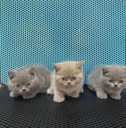 BRİTİSH SHORHAİR YAVRU VE FARKLI TÜR KEDİLER