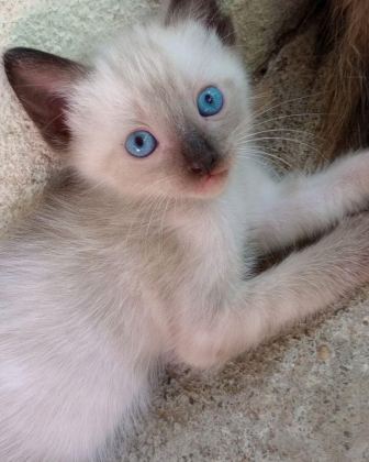 SİYAM KEDİLERİ VE HANGİ TÜR İSTERSENİZ ULAŞIN