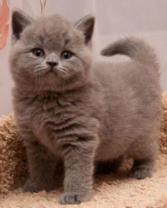BRİTİSH SHORHAİR YAVRU VE FARKLI TÜR KEDİLER