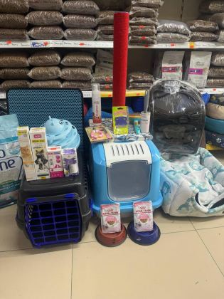 BRİTİSH SHORHAİR YAVRU VE FARKLI TÜR KEDİLER