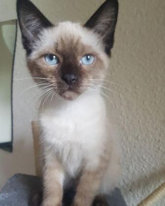 SÜTTEN KESİLMİŞ SİYAM KEDİLERİ MAVİ GÖZ