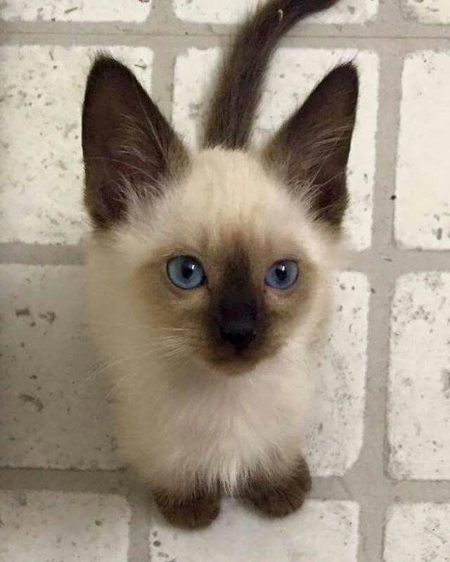 SİYAM KEDİLERİ VE HANGİ TÜR İSTERSENİZ ULAŞIN