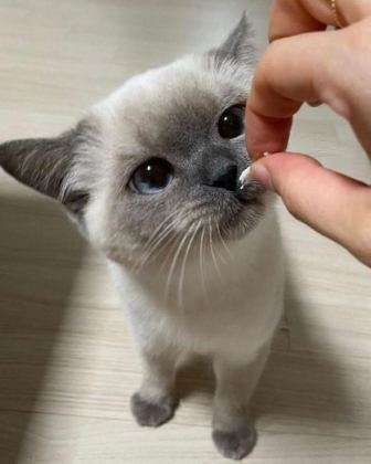 SİYAM KEDİSİ VE HANGİ TÜR İSTERSENİZ ULAŞABİLİRSİNİZ
