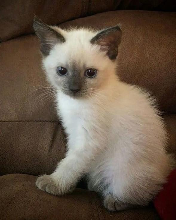 SİYAM KEDİSİ VE HANGİ TÜR İSTERSENİZ ULAŞABİLİRSİNİZ