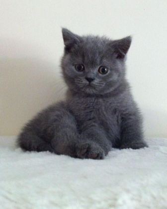 BRİTİSH SHORHAİR YAVRU VE FARKLI TÜR KEDİLER