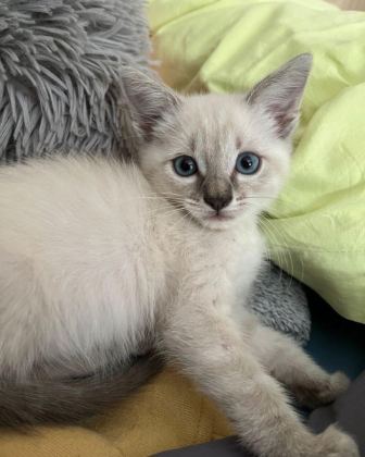 SİYAM KEDİSİ VE HANGİ TÜR İSTERSENİZ ULAŞABİLİRSİNİZ