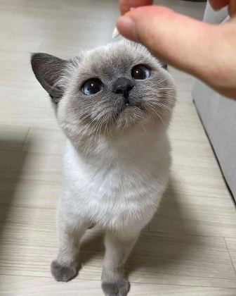 SİYAM KEDİLERİ VE HANGİ TÜR İSTERSENİZ ULAŞIN