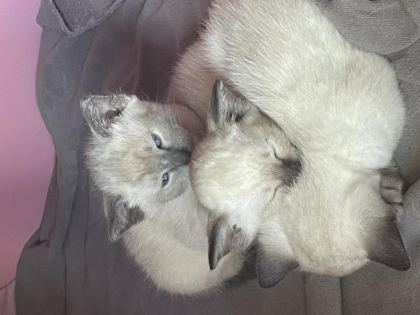 SİYAM KEDİLERİ