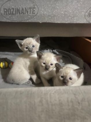 SİYAM KEDİLERİ
