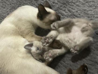 SİYAM KEDİLERİ