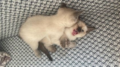 SİYAM KEDİLERİ
