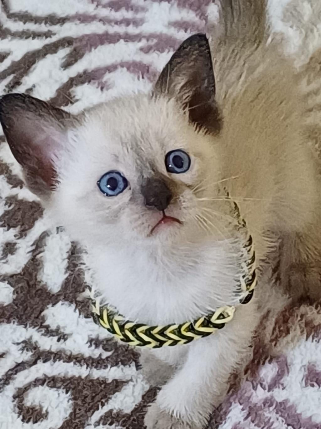 SAFKAN SİYAM YAVRULARI