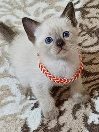 SAFKAN SİYAM YAVRULARI