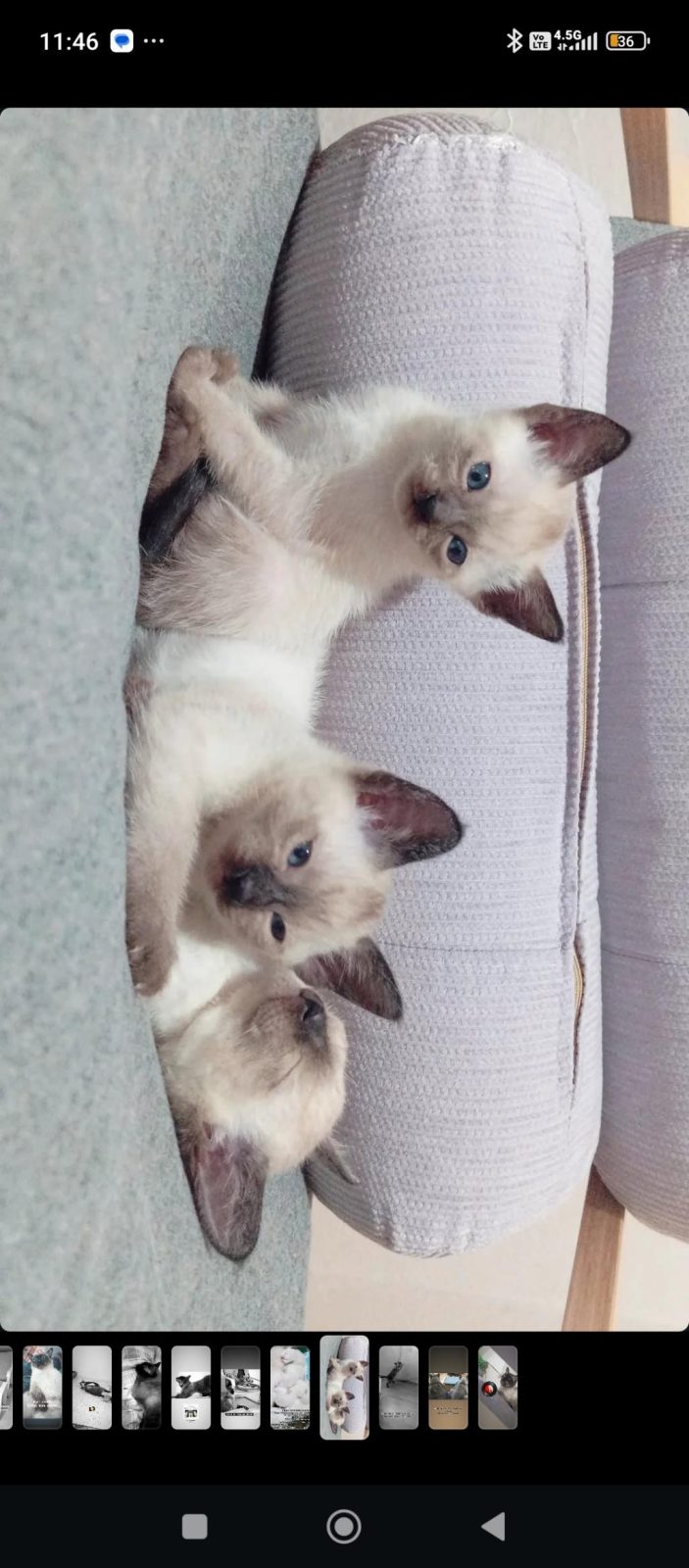 SİYAM KEDİSİ YAVRULARI 7 KARDEŞ