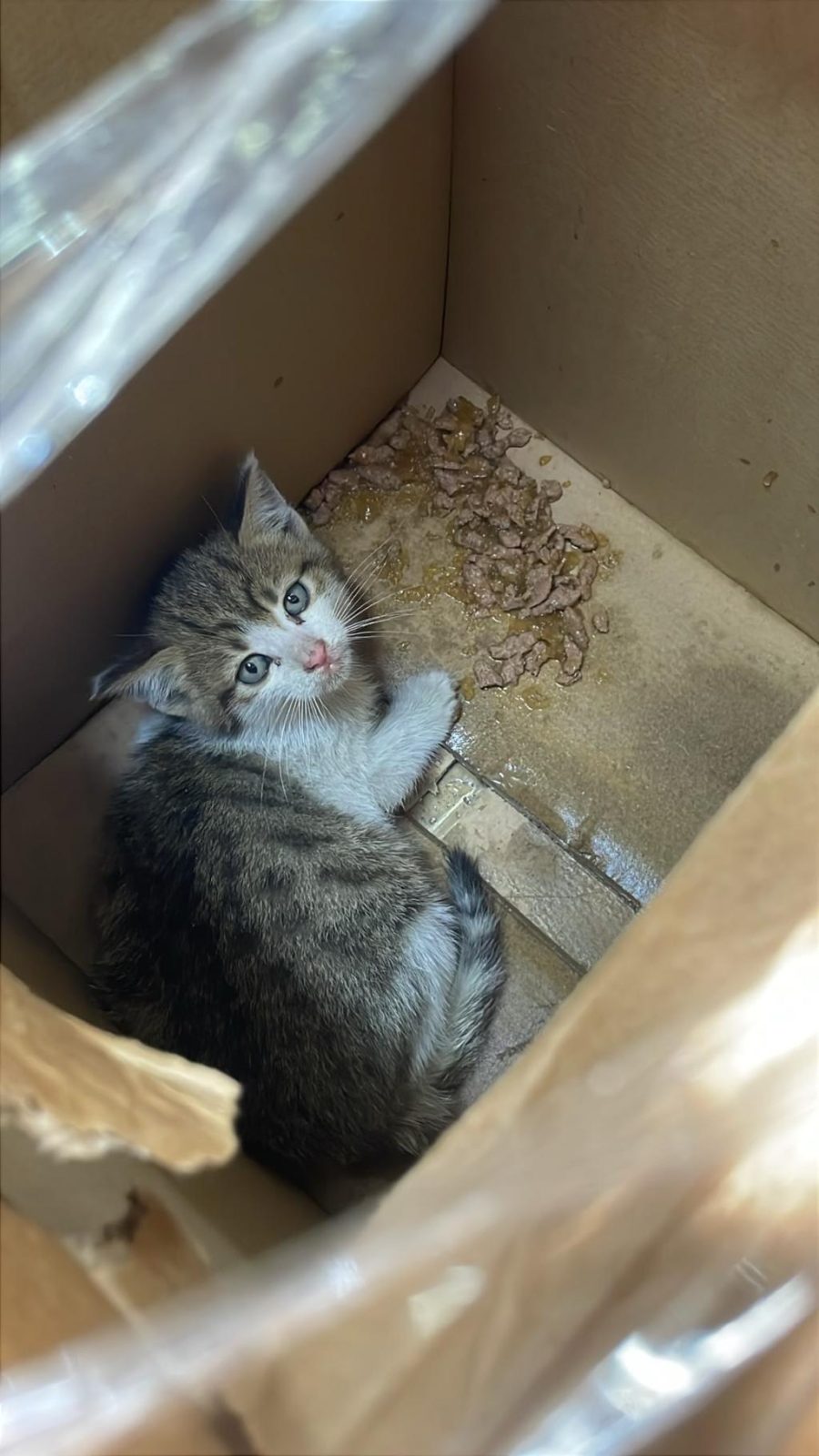 YAVRU KEDİMİZ ÜCRETSİZ
