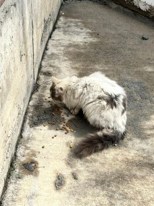 SOKAĞA TERKEDİLMİŞ KEDİMİZ