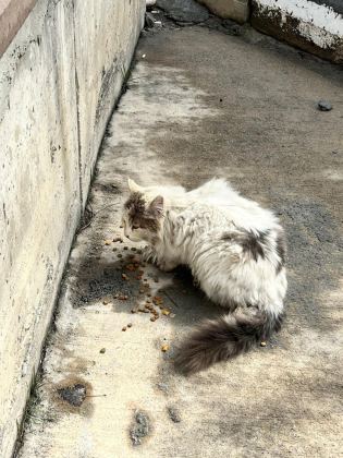SOKAĞA TERKEDİLMİŞ KEDİMİZ