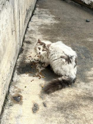 SOKAĞA TERKEDİLMİŞ KEDİMİZ