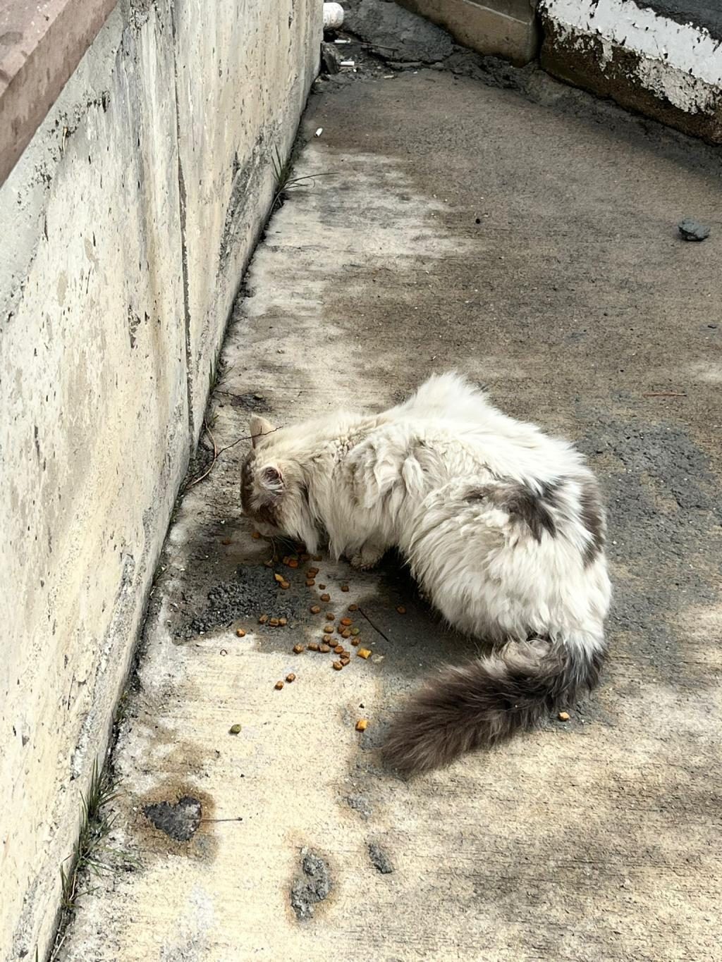 SOKAĞA TERKEDİLMİŞ KEDİMİZ
